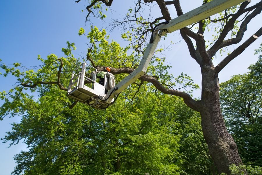 Tree Services by Phone A Monkey