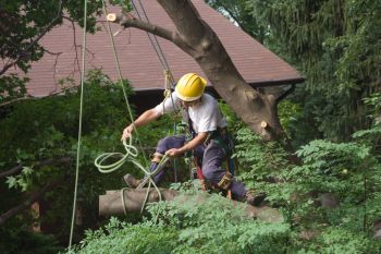Tree Removal in Kenneth City, Florida by Phone A Monkey