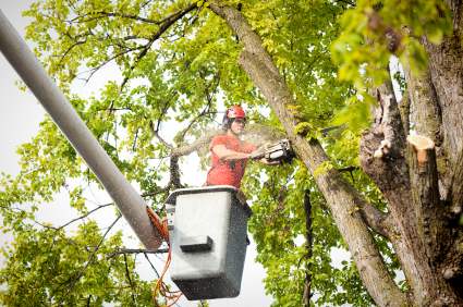 Tree pruning and trimming in Indian Rocks Beach, Florida by Phone A Monkey