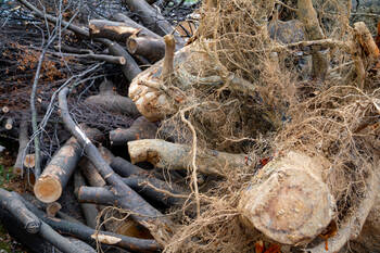 Tree Debris Removal in Indian Rocks Beach, Florida by Phone A Monkey