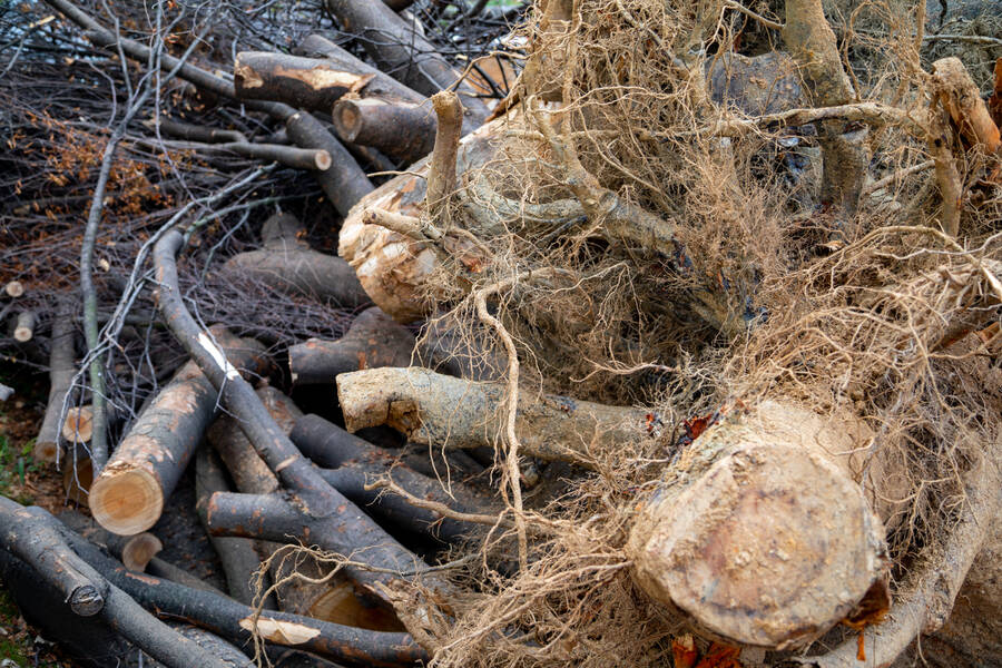 Tree Debris Removal by Phone A Monkey