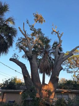 Tree Services in Saint Petersburg, FL (2)
