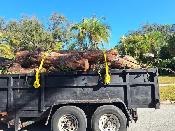 Tree Services in Saint Petersburg, FL (3)