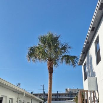 Palm Tree Trimming in Saint Petersburg, FL (1)
