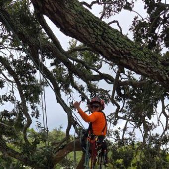 Tree Services in Saint Petersburg, FL (1)